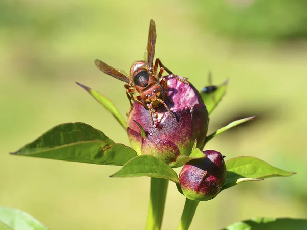 Closeup European Hornet Vespa Crabro Bud Peony Flower Seen Front — Stock Photo, Image