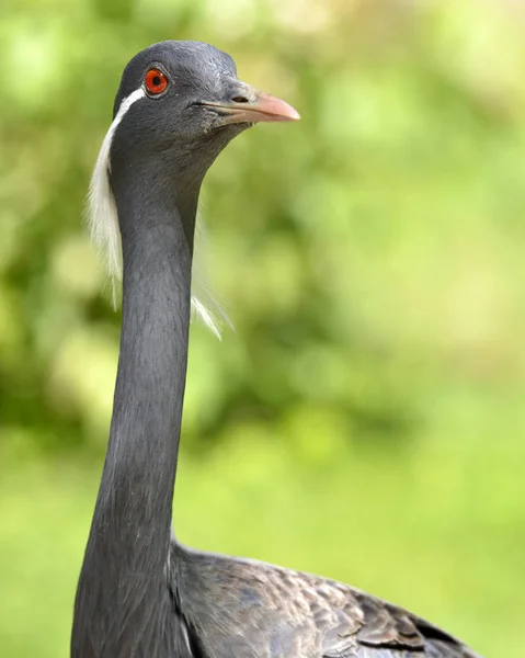 Gru Demoiselle Primo Piano Anthropoides Virgo — Foto Stock