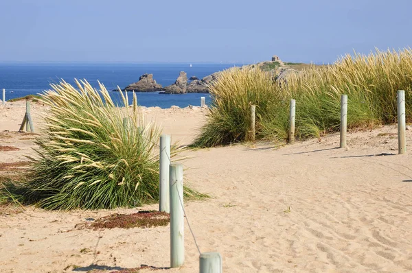 Dunes Sea Tall Grass Genus Oyat Ammophila Peninsula Quiberon France — Stock Photo, Image