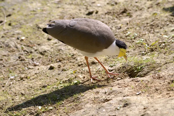 Mascarado Lambendo Vanellus Milhas Chão — Fotografia de Stock