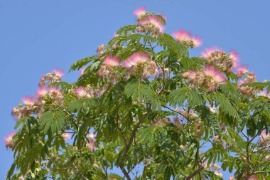 Çiçekler Farsça ipek ağaç veya pembe ipek ağaca (Albizia julibrissin) mavi gökyüzü arka plan