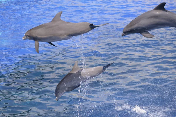 Três Golfinhos Garrafa Tursiops Truncatus Saltando Água — Fotografia de Stock