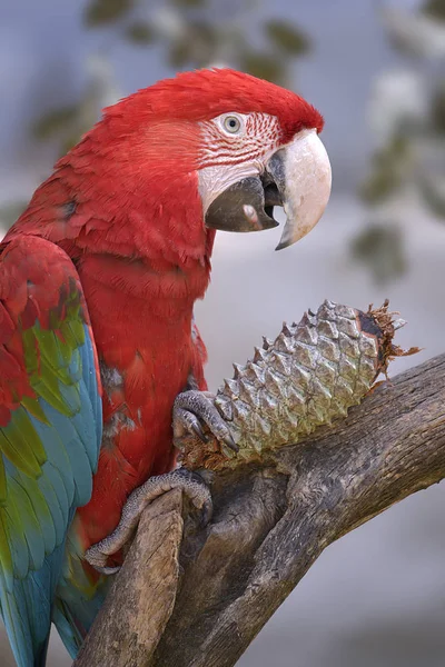 Green Winged Macaw Ara Chloroptera Pine Cone Perched Branch — Stock Photo, Image