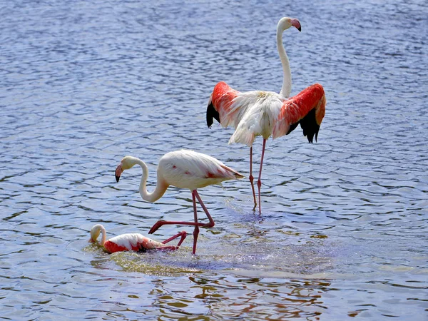 Flamencos Agua Phoenicopterus Ruber Con Alas Abiertas Vistas Desde Atrás —  Fotos de Stock