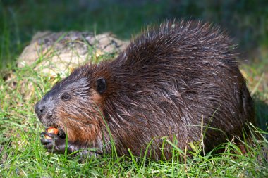 Kuzey Amerika Beaver (Castor canadensis), profil ve sebze çim yeme görünümü