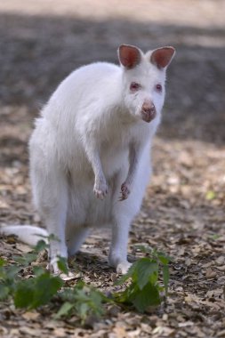 Albino Kızıl enseli kanguru veya ön görülen kanguru Bennett (Macropus rufogriseus)