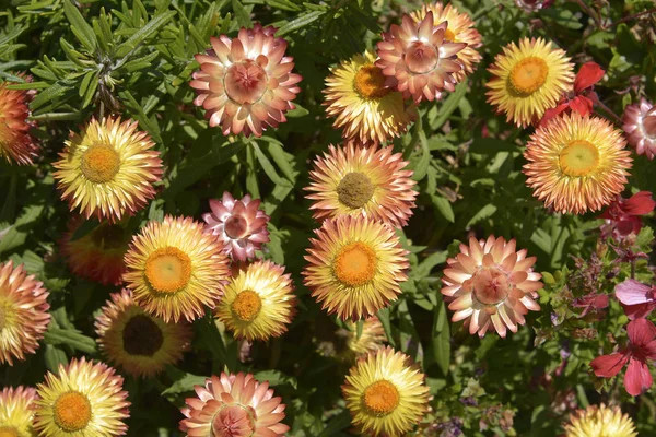 Closeup Orange Yellow Daisies Genus Chrysanthemum Italy — Stock Photo, Image