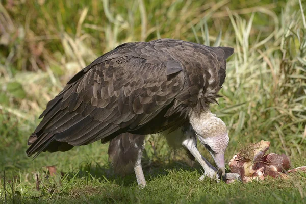 Buitre Pardo Neophron Monachus Sobre Hierba Trozo Carne —  Fotos de Stock