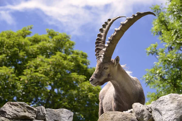 Closeup Macho Ibex Alpino Capra Ibex Nas Montanhas Dos Alpes — Fotografia de Stock