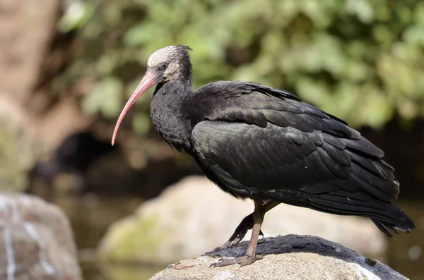 Young Northern Bald Ibis Geronticus Eremita Visto Profilo — Foto Stock