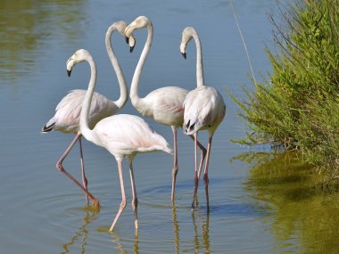 Dört flamingolar (Phoenicopterus ruber) suda Camargue Arles, Fransa, Akdeniz ve Rhne delta iki kolu arasında güneyinde bulunan doğal bir bölge olduğunu