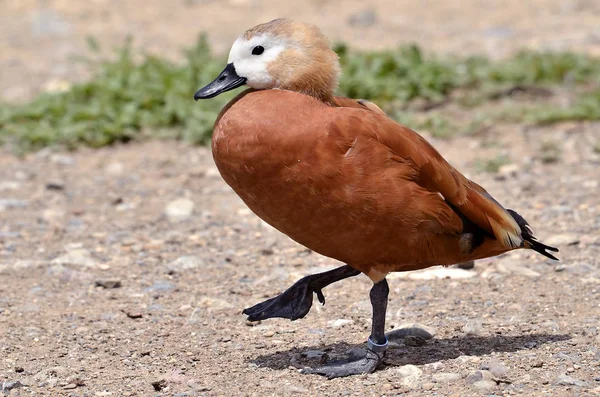 轮廓Ruddy Shelduck Tadorna Ferruginea 在地面行走 — 图库照片