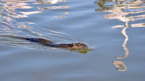 Sumpbäver Myocastor Coypus Simning Marshesna Camargue Frankrike Med Reflektioner Från — Stockfoto