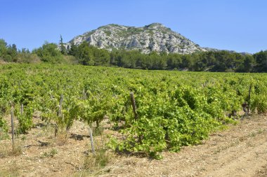 Alpilles, düşük bulunan yaklaşık 20 km (12 mil) güneyinde Avignon Provence, Güney Fransa, dağlarda içeren küçük bir Aralık aralığında asma.