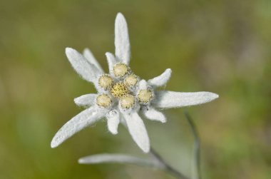 Makro edelweiss çiçek (Leontopodium alpinum) La Plagne, Savoie bölümü, Fransız Alpleri'nde.