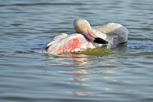 Flamingo Phoenicopterus Ruber Banhando Água Camargue Uma Região Natural Localizada — Fotografia de Stock