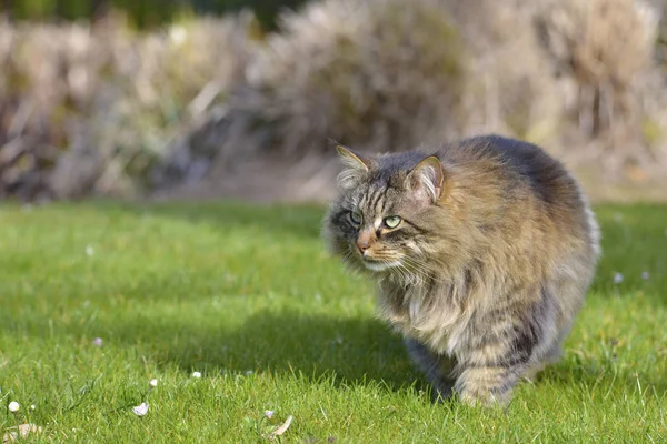 Angora Cat Felis Catus Περπατώντας Στο Γρασίδι — Φωτογραφία Αρχείου
