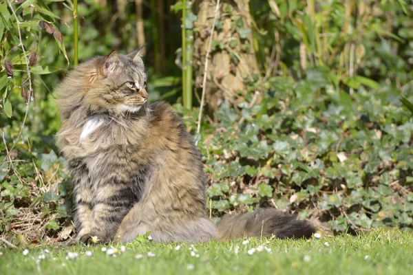 安哥拉猫 Catus 坐在常春藤之间的草地上 — 图库照片