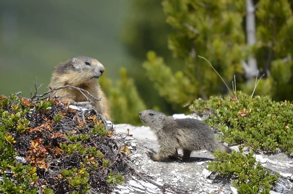 Alpine Marmot Its Young Marmota Marmota Plants French Alps Savoie — Stock Photo, Image