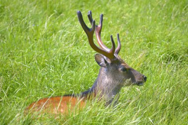 Buck profilden gördüm çim yatan alageyik (Dama dama)