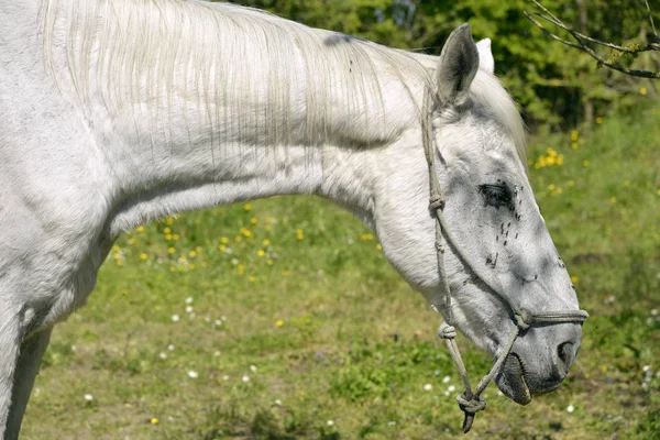 Профиль Портрет Белой Лошади Equus Caballus Большим Количеством Мух Носу — стоковое фото