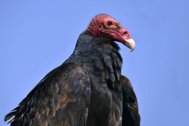 Portre hindi akbabası (Cathartes havası) mavi gökyüzü arka plan