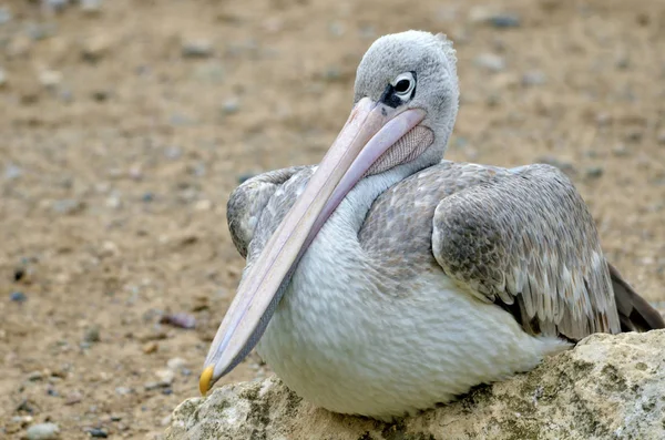 Primer Plano Pelican Con Respaldo Rosa Pelecanus Rufescens Sentado Roca —  Fotos de Stock