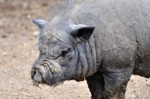 Portrait Vietnamese Potbellied Pig Sus Scrofa Domesticus — Stock Photo, Image