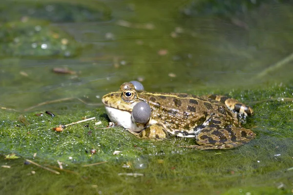 Sapo Natterjack Bufo Calamita Característica Línea Amarilla Parte Posterior Agua — Foto de Stock