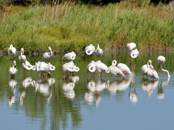 Group Flamingos Phoenicopterus Ruber Big Reflection Water Camargue Natural Region — Stock Photo, Image