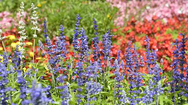 Cama Flores Multicoloridas Com Género Salvia Azul — Fotografia de Stock
