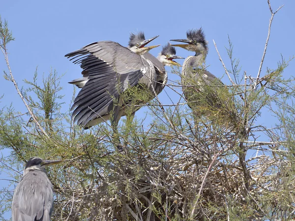 Серая Цапля Ardea Cinerea Гнезде Камарге Естественный Регион Расположенный Югу — стоковое фото