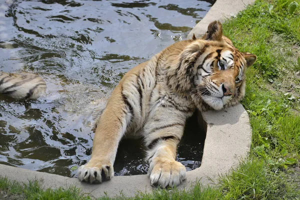 Vértes Tigris Panthera Tigris Fürdés Tóban — Stock Fotó
