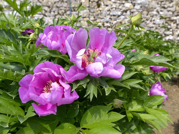 Closeup Purple Chinese Peonies Flowers Paeonia Lactiflora — Stock Photo, Image