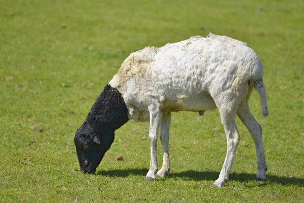 Owca Somalijska Lub Berbera Wągr Wypas Widać Profilu — Zdjęcie stockowe