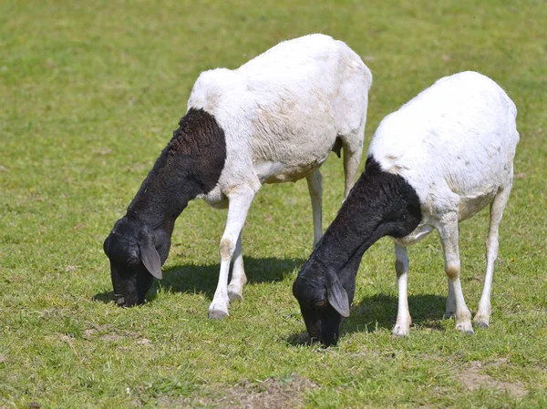 Deux Moutons Somaliens Berbera Blackhead Broutant — Photo