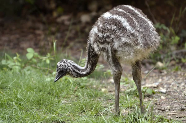 Fiatal Emu Emufélék Novaehollandiae — Stock Fotó