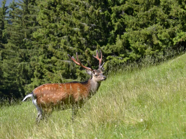 Buck Fallow Deer Dama Dama Field — Stock Photo, Image