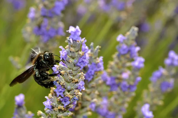 Abeja Carpintero Primer Plano Xilocopa Alimentándose Flor Lavanda — Foto de Stock