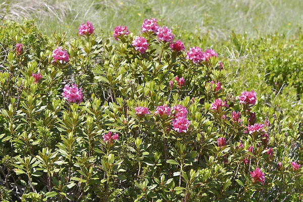 Цветок Розы Rhododendron Ferrugineum Недалеко Шамони Франции — стоковое фото