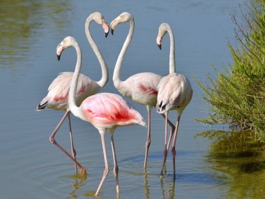 Dört flamingolar (Phoenicopterus ruber) su, iki flamingolar formu Camargue içinde onların boyunlarına bir kalple Arles, Fransa, Akdeniz ve Rhne delta iki kolu arasında güneyinde yer alan bir doğal bölgesidir