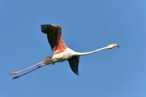 Фелинго Полете Phoenicopterus Ruber Фоне Голубого Неба Камарге Является Естественным — стоковое фото