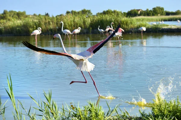 Flamingo Corriendo Sobre Agua Phoenicopterus Ruber Visto Desde Atrás Camarga —  Fotos de Stock