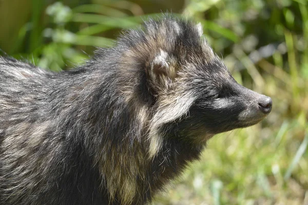 Ritratto Cane Procione Nyctereutes Procyonoides Visto Profilo — Foto Stock