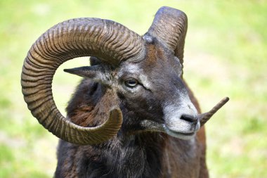 Korsikalı portre erkek mouflon (Ovis aries orientalis) 