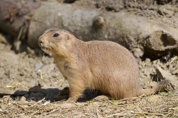 Czarny Ogoniasty Nieświszczuk Cynomys Ludovicianus Pobliżu Terrier Profilu — Zdjęcie stockowe