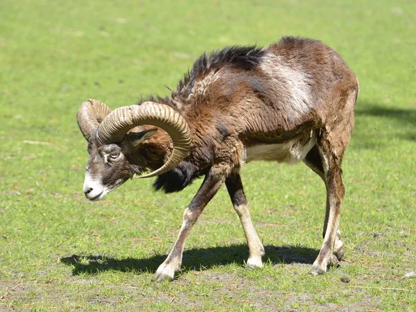 Retrato Macho Mouflon Córsega Ovis Aries Orientalis Andando Grama — Fotografia de Stock