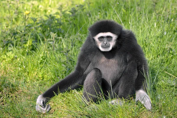 Closeup Γίββων Χέρια Λευκό Λευκό Handed Gibbon Hylobates Lar Κάθεται — Φωτογραφία Αρχείου