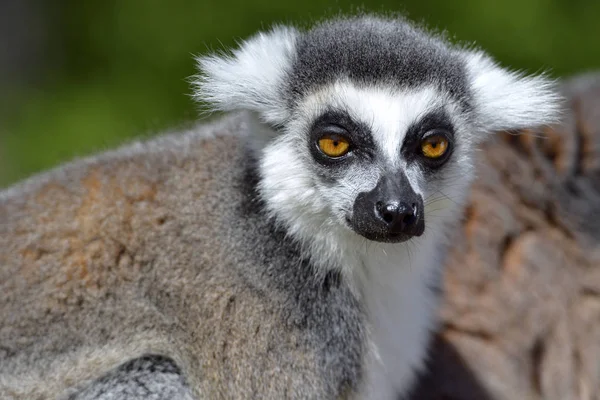 Portrait Devant Lémurien Queue Cerclée Lemur Catta — Photo