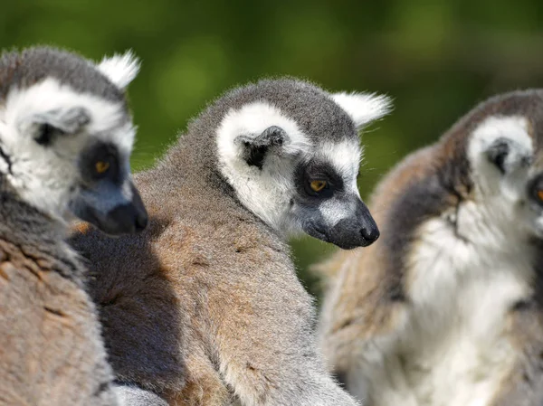 Портретні Кільцеподібні Лемури Lemur Catta — стокове фото